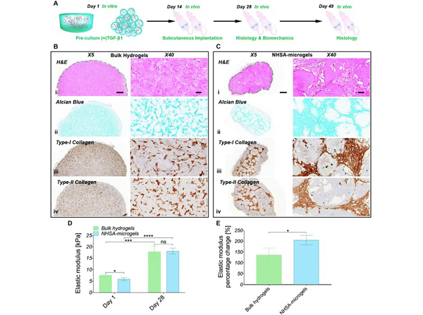 Immunohistochemistry using Collagen Type II