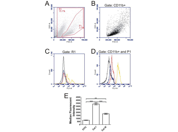 Flow Cytometry using Collagen Type III