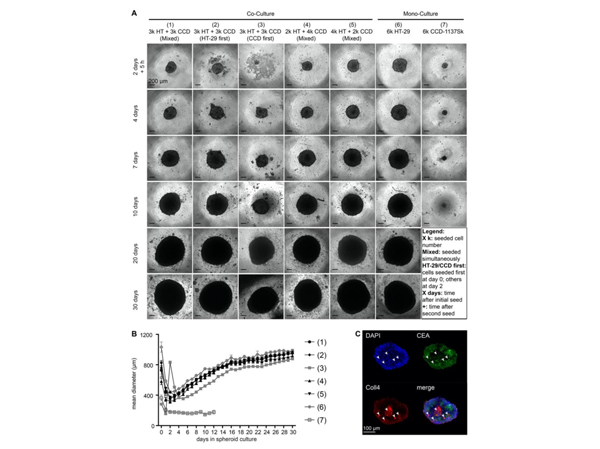Immunofluorescence using Collagen Type IV