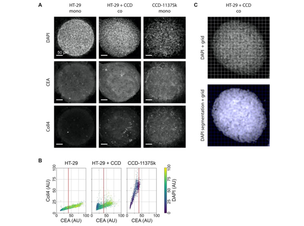 Immunofluorescence using Collagen Type IV