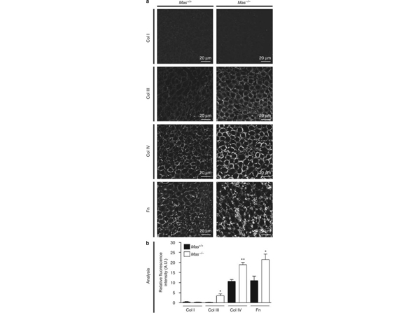 Immunofluorescence using Collagen Type IV