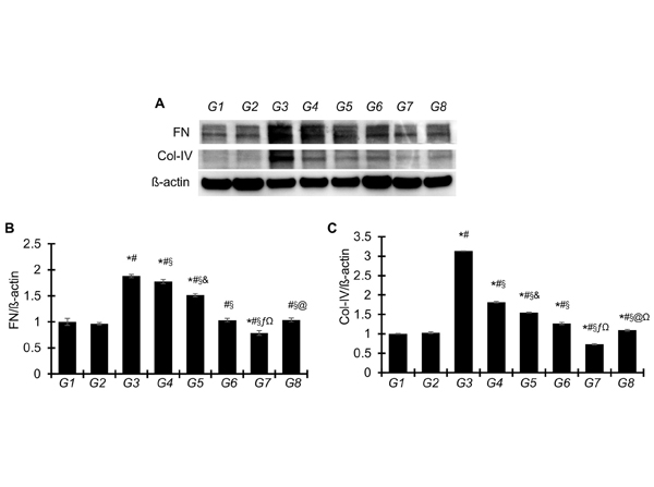Western Blot using Collagen Type IV