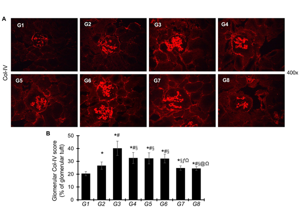 Immunofluorescence using Collagen Type IV