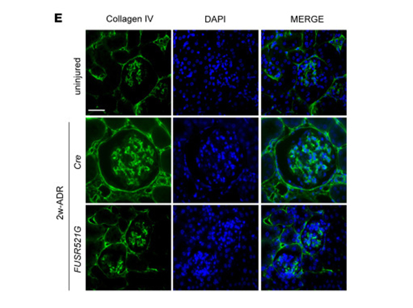 Immunofluorescence using Collagen Type IV
