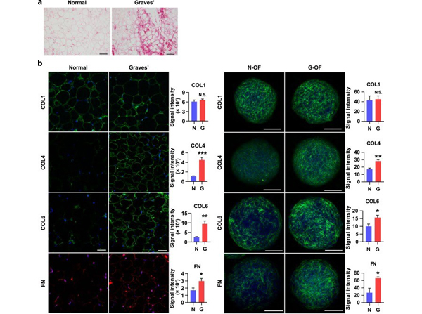 Immunofluorescence using Collagen Type VI