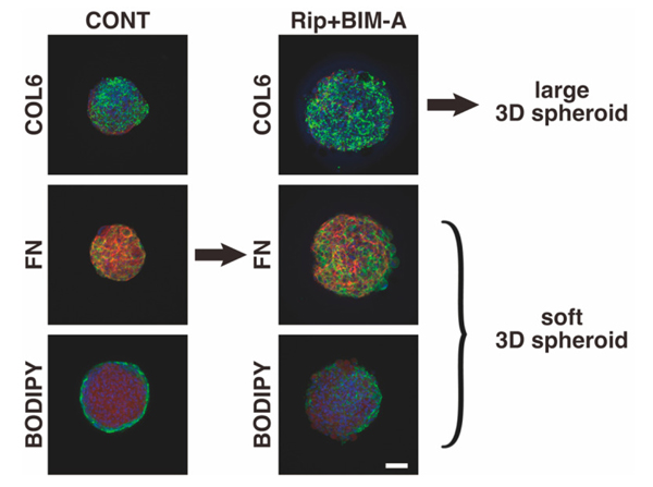 Immunofluorescence using Collagen Type VI