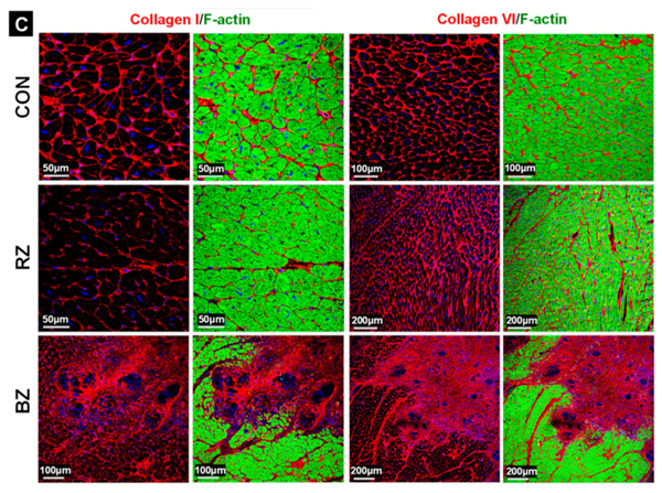 Immunofluorescence using Collagen Type VI