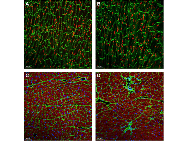 Immunofluorescence using Collagen Type VI