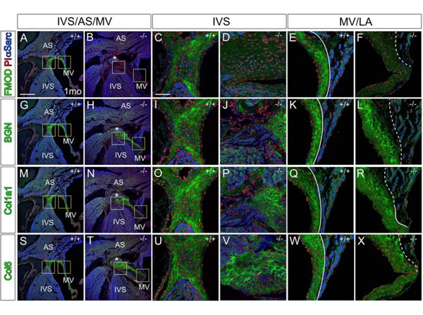 Immunofluorescence using Collagen Type VI