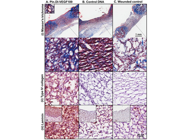 Immunohistochemistry using Laminin