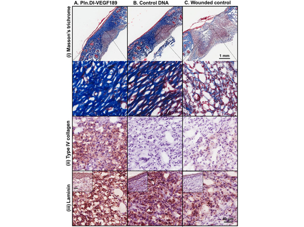 Immunohistochemistry using Laminin