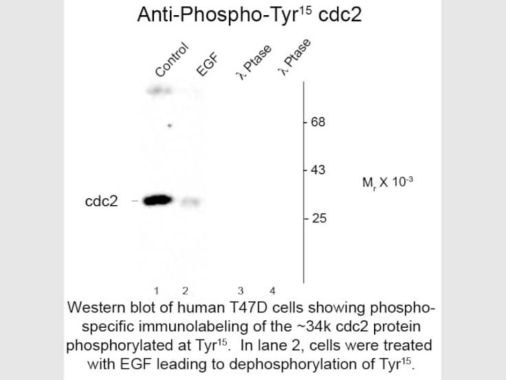 Western Blot of Anti-cdc2 pT15 (Rabbit) Antibody - 600-401-160