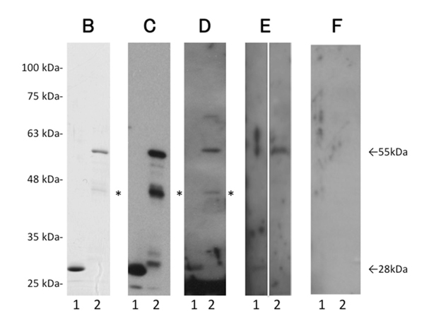 Western Blot using GST