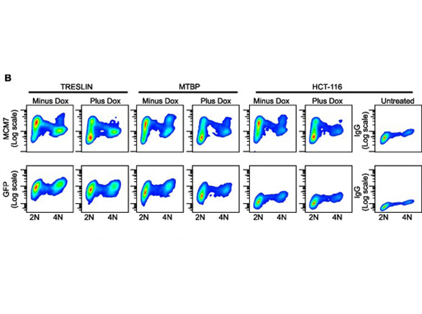 Flow Cytometry using GFP