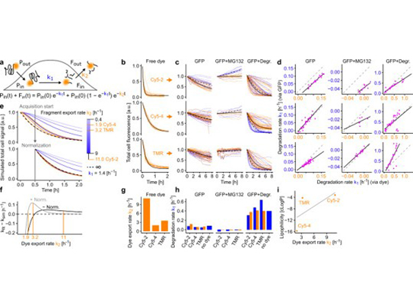 Immunofluorescence using GFP