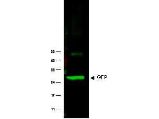 Anti-GFP Antibody - Western Blot