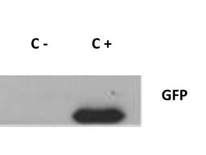 Western Blot of Rabbit anti-GFP antibody.