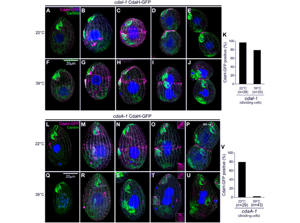 Immunofluorescence using GFP