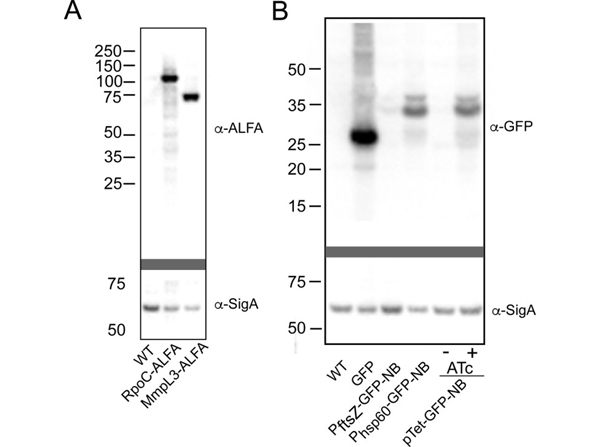 Western Blot using GFP