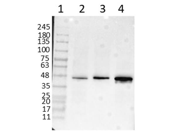 Western Blot of RbAnti-Beta Amyloid Antibody