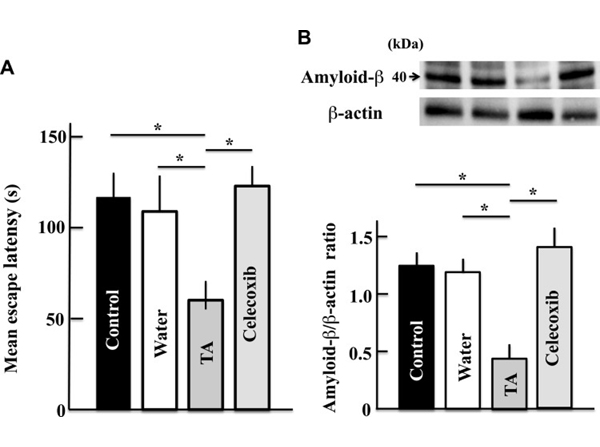 Western Blot using Beta Amyloid