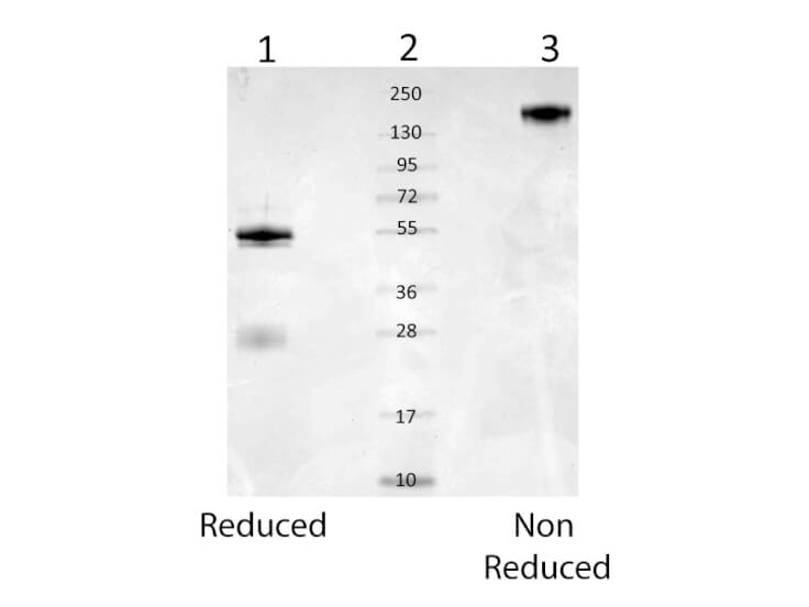Rb-a-Mouse Serum Albumin - SDS-PAGE