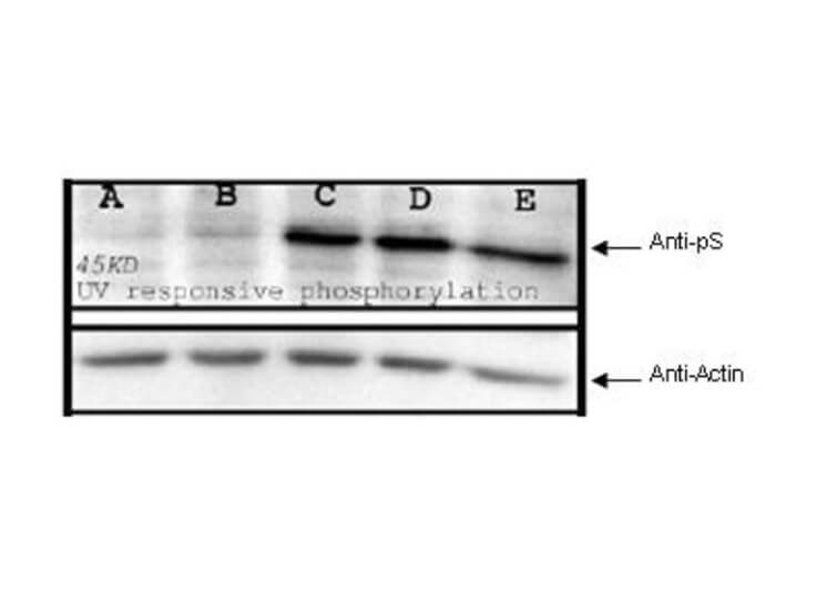 Anti-PhosphoSerine (pS) Antibody - Western Blot