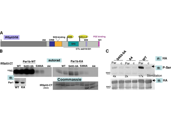 Western Blot using PhosphoSerine
