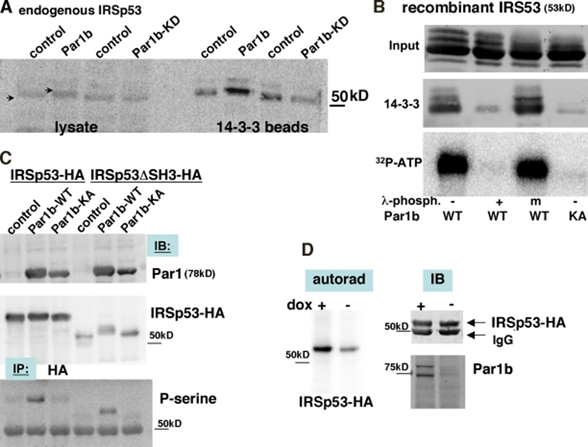 Western Blot using PhosphoSerine
