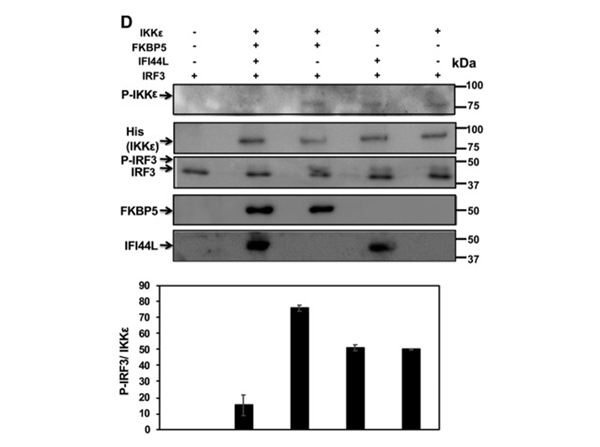 Western Blot using IKKe pT50