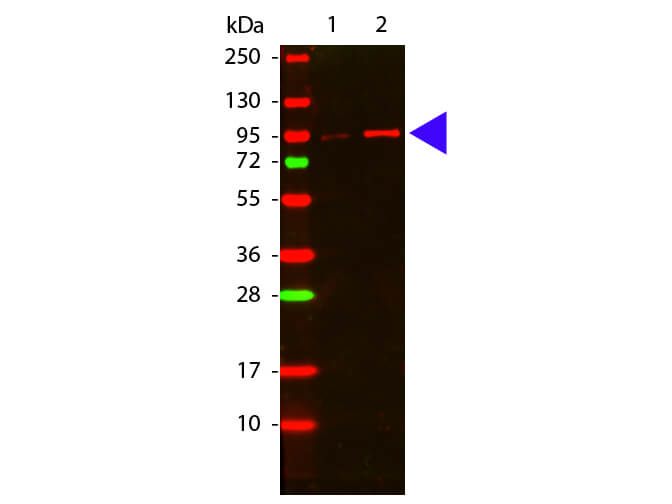 AKT phospho T308 Antibody - Western Blot