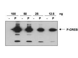 Anti-CREB pS133 Antibody - Western Blot