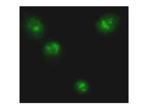 Anti-p65 NLS Antibody - Immunofluorescence Microscopy