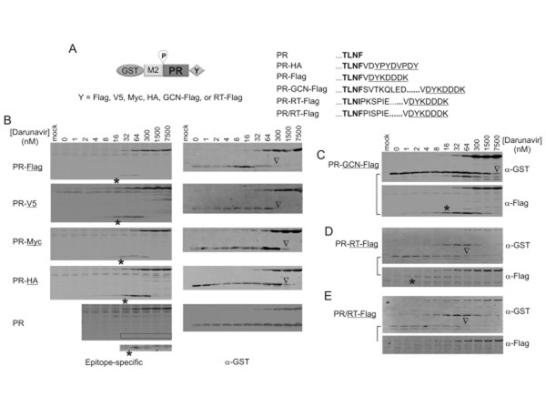 Western Blot of Anti-V5
