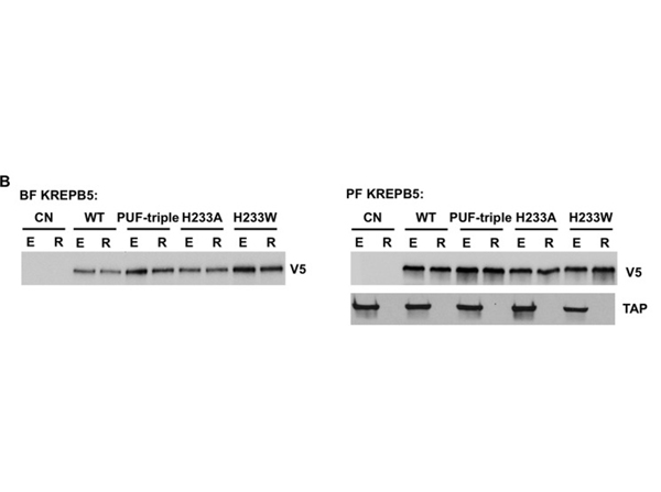Western Blot of Anti-V5
