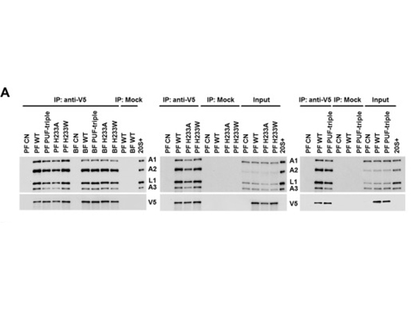 Immunoprecipitation of Anti-V5