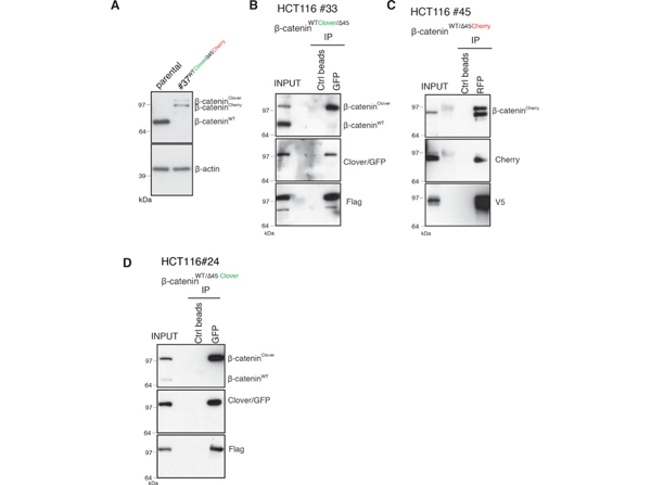 Western Blot using V5