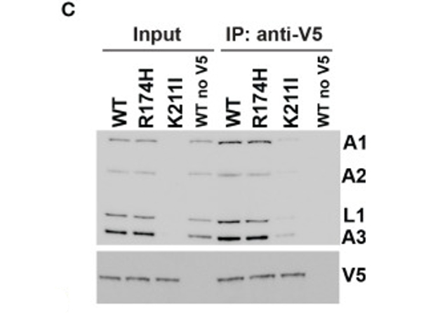 Western Blot using V5