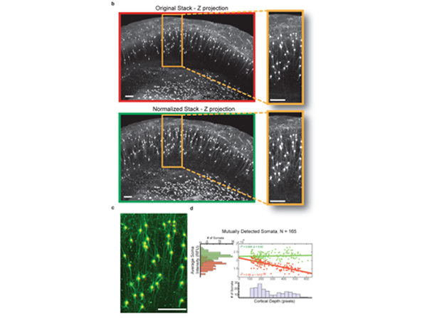 Fluorescence using RFP