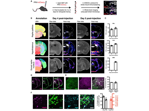 Fluorescence using RFP