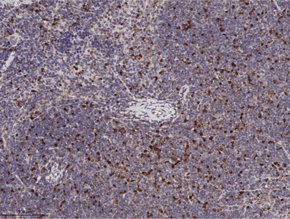 Immunohistochemistry using Rabbit Anti-RFP