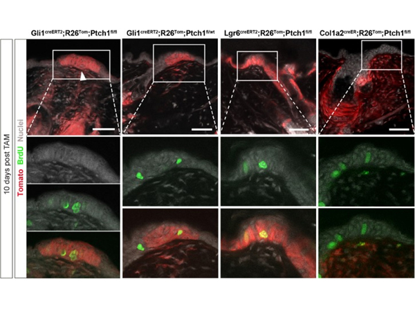 Fluorescence using RFP