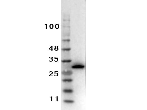Western Blot Results of RTU Rabbit Anti-RFP Antibody.