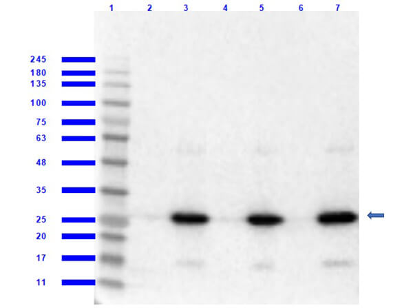 Western Blot of Rabbit Anti-RFP MW hu, ms, rt Antibody
