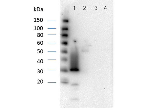 RFP Antibody Pre-Absorbed - Western Blot