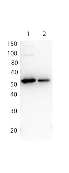 Antibody for the detection of FLAG™ conjugated proteins - Western Blot