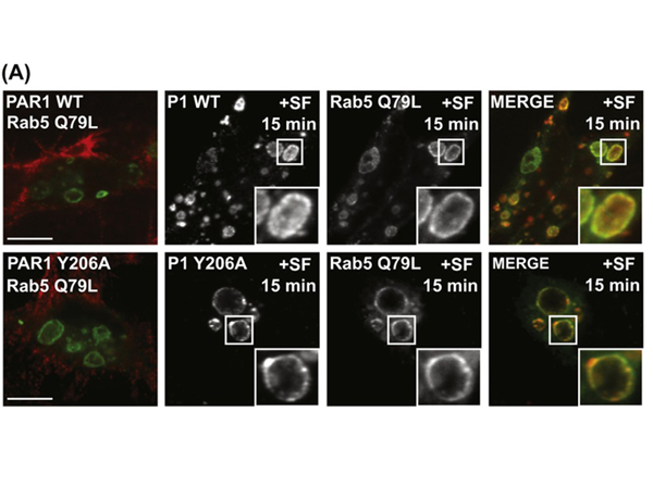 Immunofluorescence using FLAG