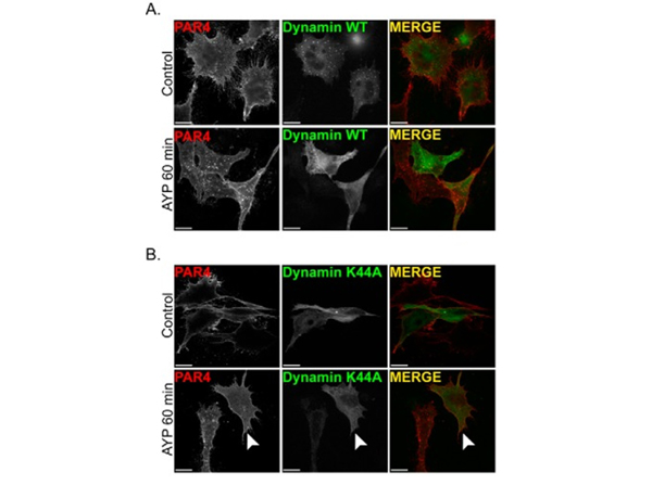 Immunofluorescence using FLAG