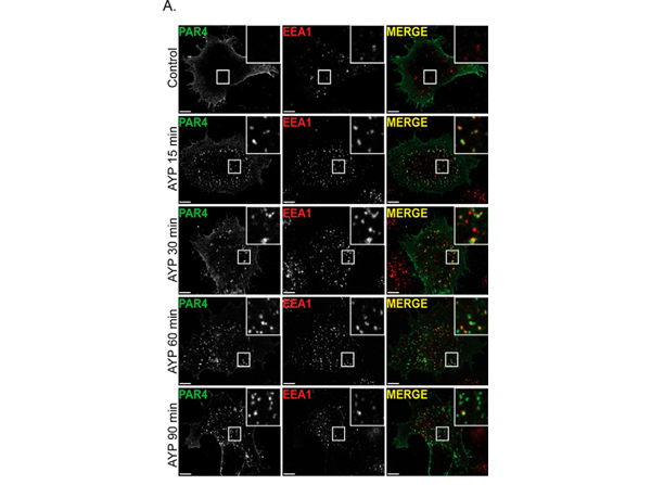 Immunofluorescence using FLAG