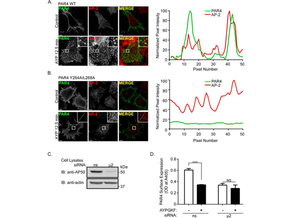 Immunofluorescence using FLAG